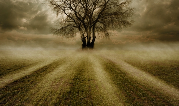 the_4_trees_of_destiny_web
