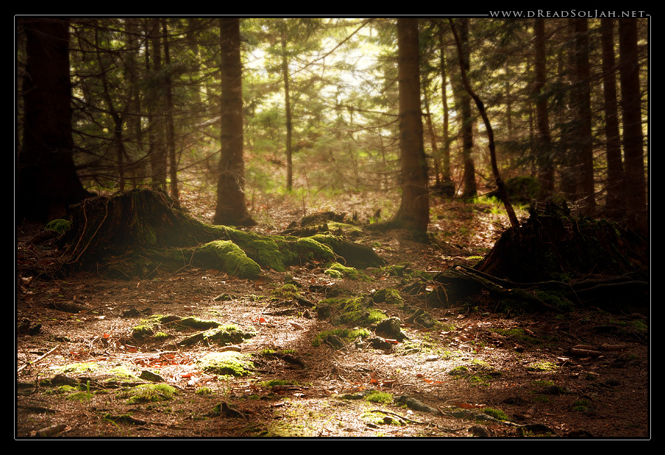magic_forest_desktop