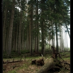 forest__desktop