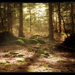magic_forest_desktop