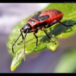 Bug 1