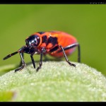 Bug 2