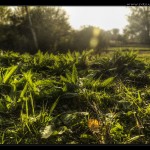 greenfields_Desktop