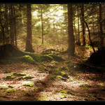 Magic_Forest_Desktop