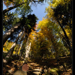 Urwald_Durrenstein_2_Desktop