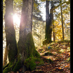 Urwald_Durrenstein_3_Desktop