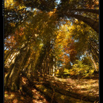Urwald_Durrenstein_Deskto