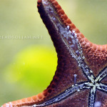 Seestern_1_web