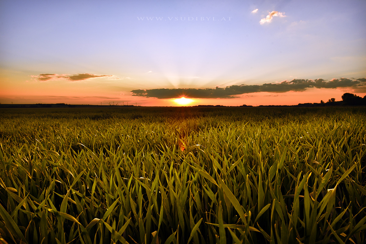 Sundown-Nickelsdorf-web