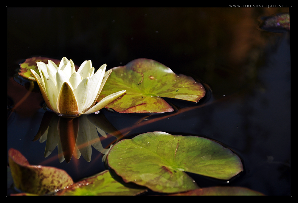 seerose3_desktop